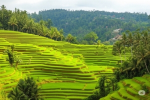 Bali di Luar Jalur Umum: Menemukan Permata Tersembunyi yang Jarang Dikunjungi