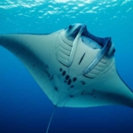 Snorkeling di Manta Point Nusa Penida: Pengalaman Ajaib Bertemu Pari Manta Raksasa