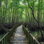 Menjelajahi Hutan Mangrove PIK: Oase Hijau di Utara Jakarta