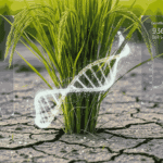 Rekayasa Genetika: Menciptakan Tanaman Tahan Salinitas Tinggi