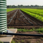Mengubah Hujan Menjadi Oase: Pemanfaatan Air Hujan untuk Irigasi