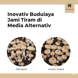 Inovasi Budidaya Jamur Tiram di Media Alternatif
