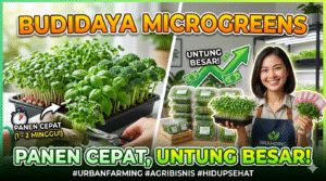 Budidaya Sayuran Mikro (Microgreens): Panen Cepat, Untung Besar
